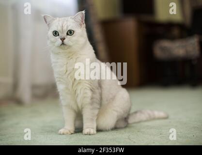Erwachsene Katze Pedigree Scottish Chinchilla geraden Ohren, zu Hause. Stockfoto