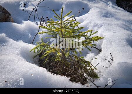 Ein Sprossen aus einer jungen Fichte kommt im Frühjahr unter dem Schnee. Neues Lebenskonzept. Stockfoto