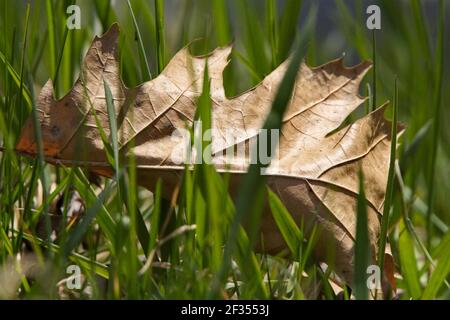 Horizontale Nahaufnahme eines goldbraunen Eichenblattes In Grashalmen Stockfoto