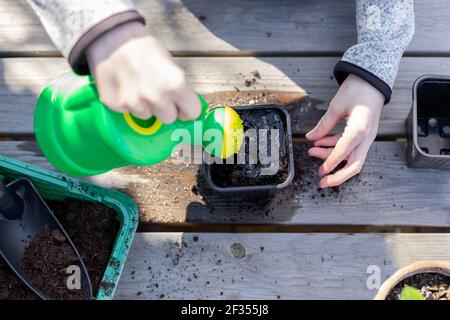 Kind gießt Wasser aus einer Gießkanne Sämlingtopf mit Samen von Pflanzen, stehend auf einem Holztisch. Gartenarbeit und Pflanzung Sämlinge. Draufsicht. Stockfoto