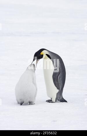 Emperor Penguin - Eltern füttern Küken Aptenodytes forsteri Snow Hill Inselantarktis BI012176 Stockfoto