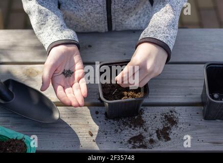Kinderhände setzen Pflanzensamen in einen Sämlingtopf, stehend auf einem Holztisch. Kindererziehung der Natur. Horizontales Bild, Draufsicht Stockfoto