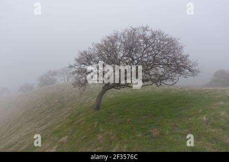 Nebel fegt über eine Eiche, die in Nordkalifornien wächst. Pflanzen und Bäume, die in dieser Region wachsen, sind von regelmäßiger Feuchtigkeit aus der Meeresschicht abhängig. Stockfoto