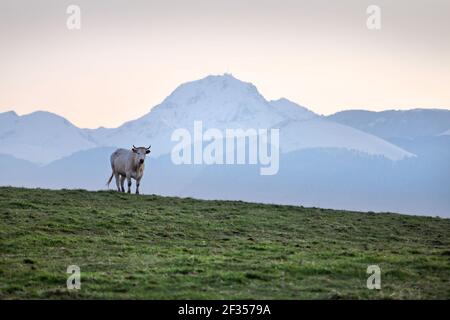 Kuh im Departement Hautes-Pyrenees, Obere Pyrenäen, mit dem Berg „Pic du Midi de Bigorre“ im Hintergrund (Südwestfrankreich) Stockfoto