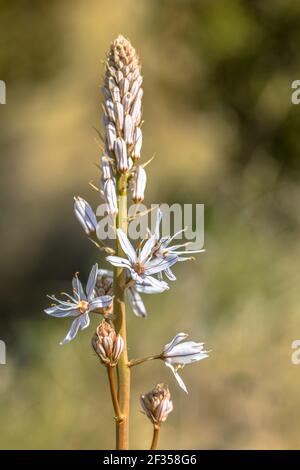 Verzweigte Asphodel (Asphodelus ramosus) Blüte in den spanischen Pyrenäen im Frühjahr, Ende März, Spanien Stockfoto