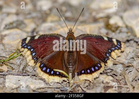 Camberwell-Schönheitsschmetterling (Nymphalis antiopa) erwärmt sich in der frühen Frühlingsonne nach dem Winterschlaf als imago-adultes Insekt. La Brenne, Frankreich. Stockfoto