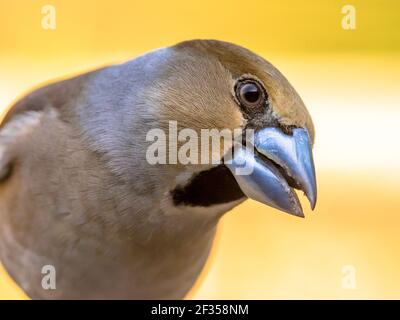 Hawfinch (Coccothraustes coccothraustes), männlicher Vogel dieses großen bunten singvogels, Portrait auf gelbem verschwommenem Hintergrund, oranger Kopf mit massivem Be Stockfoto