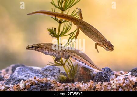Palmatenmolch (Lissotriton helveticus) Bunte aquatische Amphibienpaar schwimmen in Süßwasser Lebensraum des Teiches. Unterwasser Tierwelt Szene von Tier in n Stockfoto