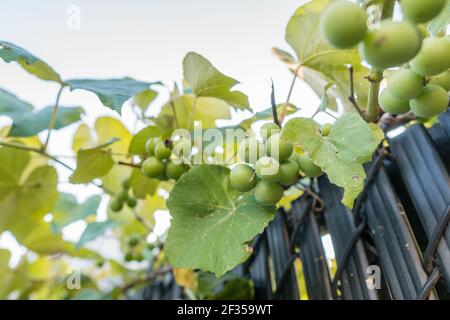 Nahaufnahme von grünen Trauben an Weinreben, die bei der Weinherstellung verwendet werden. Stockfoto