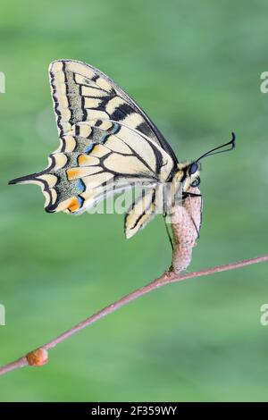 Der Schwalbenschwanz der Alten Welt thront auf einem Ast (Papilio machaon) Stockfoto