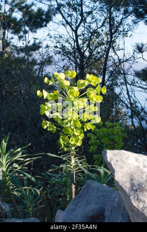 Mediterraner Spurge, Eurhorbia characias, blühend im Frühling, aufrechte Pflanze mit grünlich gelben Blüten, im Wald und felsigen Bereich Stockfoto