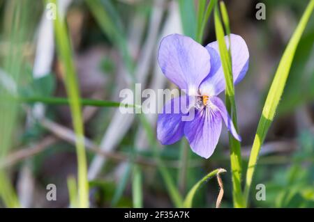 Nahaufnahme der Viola Blume, gemeiner Veilchen, Viola odorata, versteckt im Gras auf der wilden Wiese Stockfoto