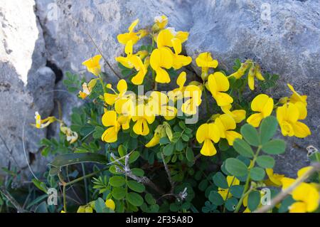 Schöner gelber Strauch, Colutea arborescens oder Blase-senna, mediterrane Pflanze, in Kroatien, Dalmatien Bereich, in der Nähe von Zadar gefunden Stockfoto