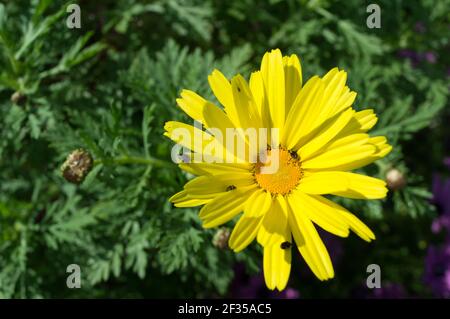 Schöne gelbe Krone Gänseblümchen Blume, Glebionis coronaria, mit winzigen Käfer, Freude im Frühling Stockfoto