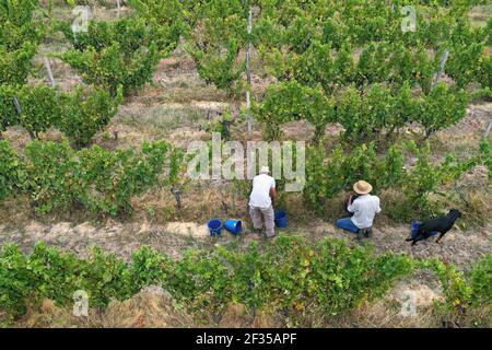 Handpflücken: Luftaufnahme eines Weinbergs während der manuellen Ernte. Zwei Männer und ein Hund unter den Reben Stockfoto