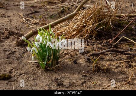 Schneeglöckchen wachsen im Sand eines Flussufers, auch Galanthus nivalis oder Schneegloeckchen genannt Stockfoto