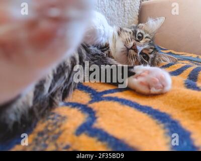 Lustige attraktive Katze legt sich auf den Rücken auf dem Bett in Morgensonne Lichter Stockfoto