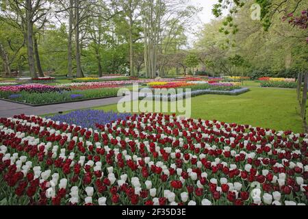 Keukenhof Gärten in SpringTulip Betten und andere Frühlingsblumen Niederlande PL001514 Stockfoto
