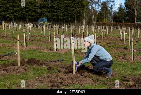 Kilduff Farm, East Lothian, Schottland, Großbritannien, 15th. März 2021. Obstbaumplantagen Pflanzen: Ein Lockdown-Projekt, um 1.500 Apfel-und Birnenbäume mit rund 100 Sorten Pflanzen hat Landwirt Russell Calder und andere Mitglieder seiner Familie beschäftigt gehalten. Es handelt sich um ein Projekt, das die lokale Biodiversität erhöhen und umweltfreundlich sein soll, indem es CO2 erhöht, die Bestäubung erhöht und den Menschen ermöglicht, Obst und Saft vor Ort zu kaufen. Im Bild: Chloe Clark, Russells Schwester, hilft beim Pflanzen der Apfel- und Birnenbaumknödel Stockfoto