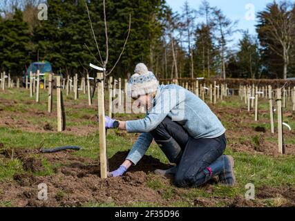 Kilduff Farm, East Lothian, Schottland, Großbritannien, 15th. März 2021. Obstbaumplantagen Pflanzen: Ein Lockdown-Projekt, um 1.500 Apfel-und Birnenbäume mit rund 100 Sorten Pflanzen hat Landwirt Russell Calder und andere Mitglieder seiner Familie beschäftigt gehalten. Es handelt sich um ein Projekt, das die lokale Biodiversität erhöhen und umweltfreundlich sein soll, indem es CO2 erhöht, die Bestäubung erhöht und den Menschen ermöglicht, Obst und Saft vor Ort zu kaufen. Im Bild: Chloe Clark, Russells Schwester, hilft beim Pflanzen der Apfel- und Birnenbaumknödel Stockfoto