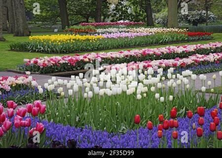 Keukenhof Gärten in SpringTulip Betten und andere Frühlingsblumen Niederlande PL001533 Stockfoto