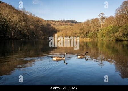 Zwei Kanadagänse schwimmen in einem Fluss im Margam Park Stockfoto