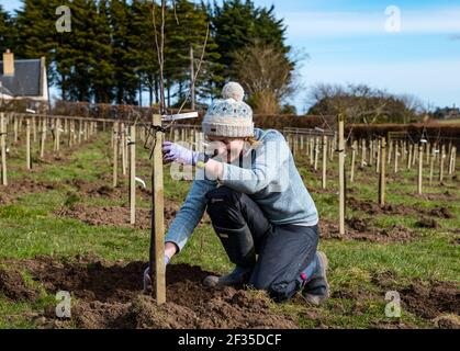 Kilduff Farm, East Lothian, Schottland, Großbritannien, 15th. März 2021. Obstbaumplantagen Pflanzen: Ein Lockdown-Projekt, um 1.500 Apfel-und Birnenbäume mit rund 100 Sorten Pflanzen hat Landwirt Russell Calder und andere Mitglieder seiner Familie beschäftigt gehalten. Es handelt sich um ein Projekt, das die lokale Biodiversität erhöhen und umweltfreundlich sein soll, indem es CO2 erhöht, die Bestäubung erhöht und den Menschen ermöglicht, Obst und Saft vor Ort zu kaufen. Im Bild: Chloe Clark, Russells Schwester, hilft beim Pflanzen der Apfel- und Birnenbaumknödel Stockfoto