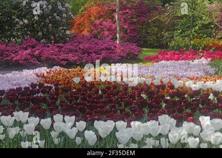 Keukenhof Gärten in SpringTulip Betten und andere Frühlingsblumen Niederlande PL001542 Stockfoto