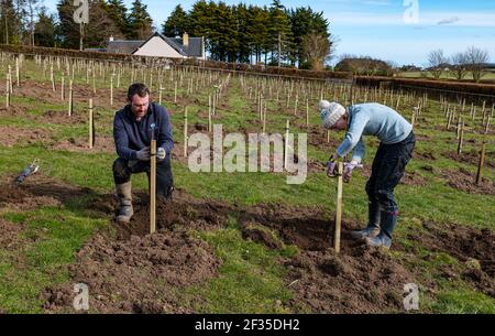 Kilduff Farm, East Lothian, Schottland, Großbritannien, 15th. März 2021. Obstbaumplantagen Pflanzen: Ein Lockdown-Projekt, um 1.500 Apfel-und Birnenbäume mit rund 100 Sorten Pflanzen hat Landwirt Russell Calder und andere Mitglieder seiner Familie beschäftigt gehalten. Es handelt sich um ein Projekt, das die lokale Biodiversität erhöhen und umweltfreundlich sein soll, indem es CO2 erhöht, die Bestäubung erhöht und den Menschen ermöglicht, Obst und Saft vor Ort zu kaufen. Im Bild: Russel Calder & seine Schwester Chloe Clark Pflanzen Apfelbäume Stockfoto