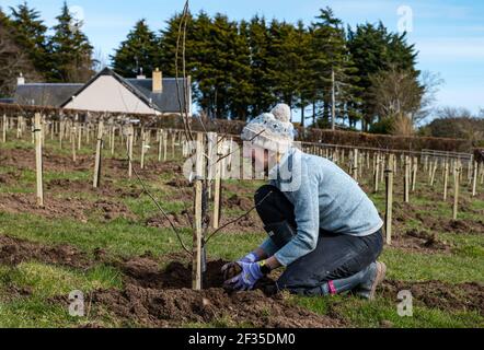 Kilduff Farm, East Lothian, Schottland, Großbritannien, 15th. März 2021. Obstbaumplantagen Pflanzen: Ein Lockdown-Projekt, um 1.500 Apfel-und Birnenbäume mit rund 100 Sorten Pflanzen hat Landwirt Russell Calder und andere Mitglieder seiner Familie beschäftigt gehalten. Es handelt sich um ein Projekt, das die lokale Biodiversität erhöhen und umweltfreundlich sein soll, indem es CO2 erhöht, die Bestäubung erhöht und den Menschen ermöglicht, Obst und Saft vor Ort zu kaufen. Im Bild: Chloe Clark, Russells Schwester, hilft beim Pflanzen der Apfel- und Birnenbaumknödel Stockfoto