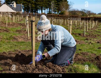 Kilduff Farm, East Lothian, Schottland, Großbritannien, 15th. März 2021. Obstbaumplantagen Pflanzen: Ein Lockdown-Projekt, um 1.500 Apfel-und Birnenbäume mit rund 100 Sorten Pflanzen hat Landwirt Russell Calder und andere Mitglieder seiner Familie beschäftigt gehalten. Es handelt sich um ein Projekt, das die lokale Biodiversität erhöhen und umweltfreundlich sein soll, indem es CO2 erhöht, die Bestäubung erhöht und den Menschen ermöglicht, Obst und Saft vor Ort zu kaufen. Im Bild: Chloe Clark, Russells Schwester, hilft beim Pflanzen der Apfel- und Birnenbaumknödel Stockfoto