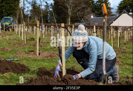 Kilduff Farm, East Lothian, Schottland, Großbritannien, 15th. März 2021. Obstbaumplantagen Pflanzen: Ein Lockdown-Projekt, um 1.500 Apfel-und Birnenbäume mit rund 100 Sorten Pflanzen hat Landwirt Russell Calder und andere Mitglieder seiner Familie beschäftigt gehalten. Es handelt sich um ein Projekt, das die lokale Biodiversität erhöhen und umweltfreundlich sein soll, indem es CO2 erhöht, die Bestäubung erhöht und den Menschen ermöglicht, Obst und Saft vor Ort zu kaufen. Im Bild: Chloe Clark, Russells Schwester, hilft beim Pflanzen der Apfel- und Birnenbaumknödel Stockfoto