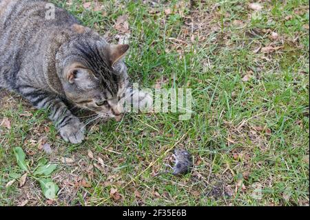 Eine grau gestromte Katze, die eine Maus jagt und sie tötet Im Garten Stockfoto