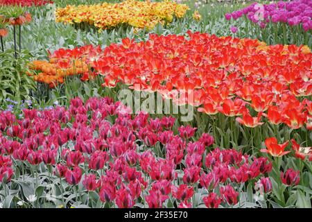 Gemischte TulpenblütenBedsKeukenhof Gardens Niederlande PL001702 Stockfoto