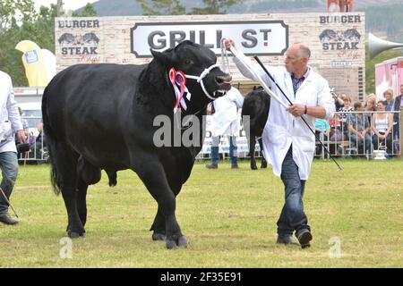 Rab Marshall zeigt einen Aberdeen Angus Bullen im Royal Highland Show Stockfoto