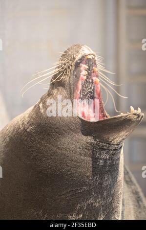 Seal Portrait mit einem dramatischen brüllenden Schnitt. Stockfoto