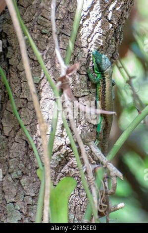 Phoenicolacerta laevis, Libanon Eidechse, ist eine Pflanzenart aus der Gattung der Eidechse in der Familie Lacertidae. Es ist in Zypern, Israel, Jordanien, Libanon, Syrien, eine gefunden Stockfoto