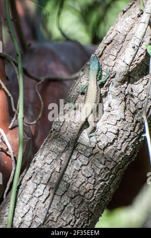 Phoenicolacerta laevis, Libanon Eidechse, ist eine Pflanzenart aus der Gattung der Eidechse in der Familie Lacertidae. Es ist in Zypern, Israel, Jordanien, Libanon, Syrien, eine gefunden Stockfoto