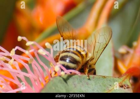 Biene auf einer Gruppe von roten / rosa Blüten, Knospen & grau grünen Blättern von Eucalyptus torquata, allgemein bekannt als Korallengum oder Coolgardie Gummi, ist eine endemische Stockfoto