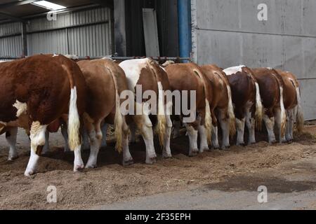 Simmental Cattle, Armadale, West Lothian, Schottland Stockfoto