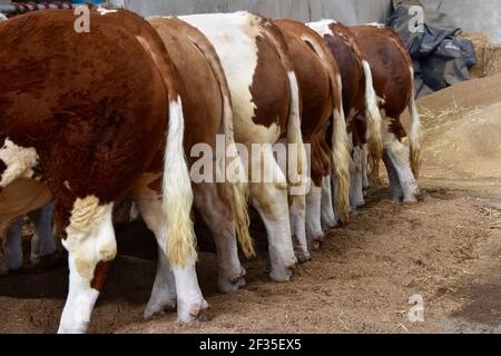 Simmental Cattle, Armadale, West Lothian, Schottland Stockfoto