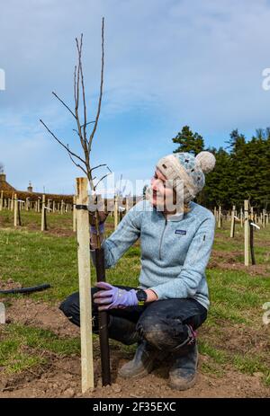 Kilduff Farm, East Lothian, Schottland, Großbritannien, 15th. März 2021. Obstbaumplantagen Pflanzen: Ein Lockdown-Projekt, um 1.500 Apfel-und Birnenbäume mit rund 100 Sorten Pflanzen hat Landwirt Russell Calder und andere Mitglieder seiner Familie beschäftigt gehalten. Es handelt sich um ein Projekt, das die lokale Biodiversität erhöhen und umweltfreundlich sein soll, indem es CO2 erhöht, die Bestäubung erhöht und den Menschen ermöglicht, Obst und Saft vor Ort zu kaufen. Im Bild: Chloe Clark, Russells Schwester, hilft beim Pflanzen der Apfel- und Birnenbaumknödel Stockfoto