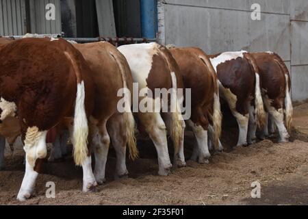 Simmental Cattle, Armadale, West Lothian, Schottland Stockfoto