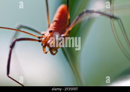 Daddy Langbein Stockfoto