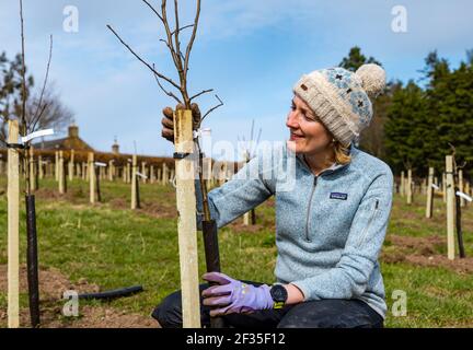 Kilduff Farm, East Lothian, Schottland, Großbritannien, 15th. März 2021. Obstbaumplantagen Pflanzen: Ein Lockdown-Projekt, um 1.500 Apfel-und Birnenbäume mit rund 100 Sorten Pflanzen hat Landwirt Russell Calder und andere Mitglieder seiner Familie beschäftigt gehalten. Es handelt sich um ein Projekt, das die lokale Biodiversität erhöhen und umweltfreundlich sein soll, indem es CO2 erhöht, die Bestäubung erhöht und den Menschen ermöglicht, Obst und Saft vor Ort zu kaufen. Im Bild: Chloe Clark, Russells Schwester, hilft beim Pflanzen der Apfel- und Birnenbaumknödel Stockfoto