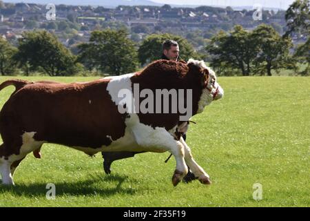 Simmental Cattle, Armadale, West Lothian, Schottland Stockfoto