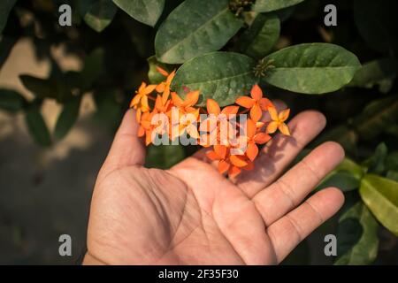 Nahaufnahme der kleinen roten Ixora Blume auf der Hand Stockfoto