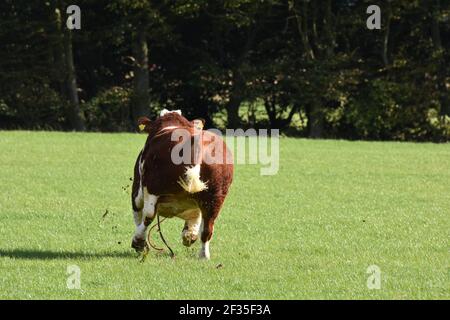 Simmental Cattle, Armadale, West Lothian, Schottland Stockfoto