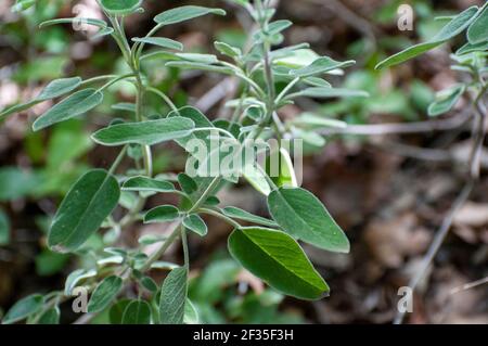 Wilder Salbei. Dreilappiger Salbei, Salvia fruticosa fotografiert in Israel im Frühjahr, März Stockfoto