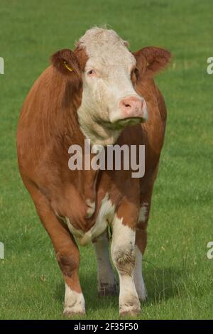 Simmental Cattle, Armadale, West Lothian, Schottland Stockfoto